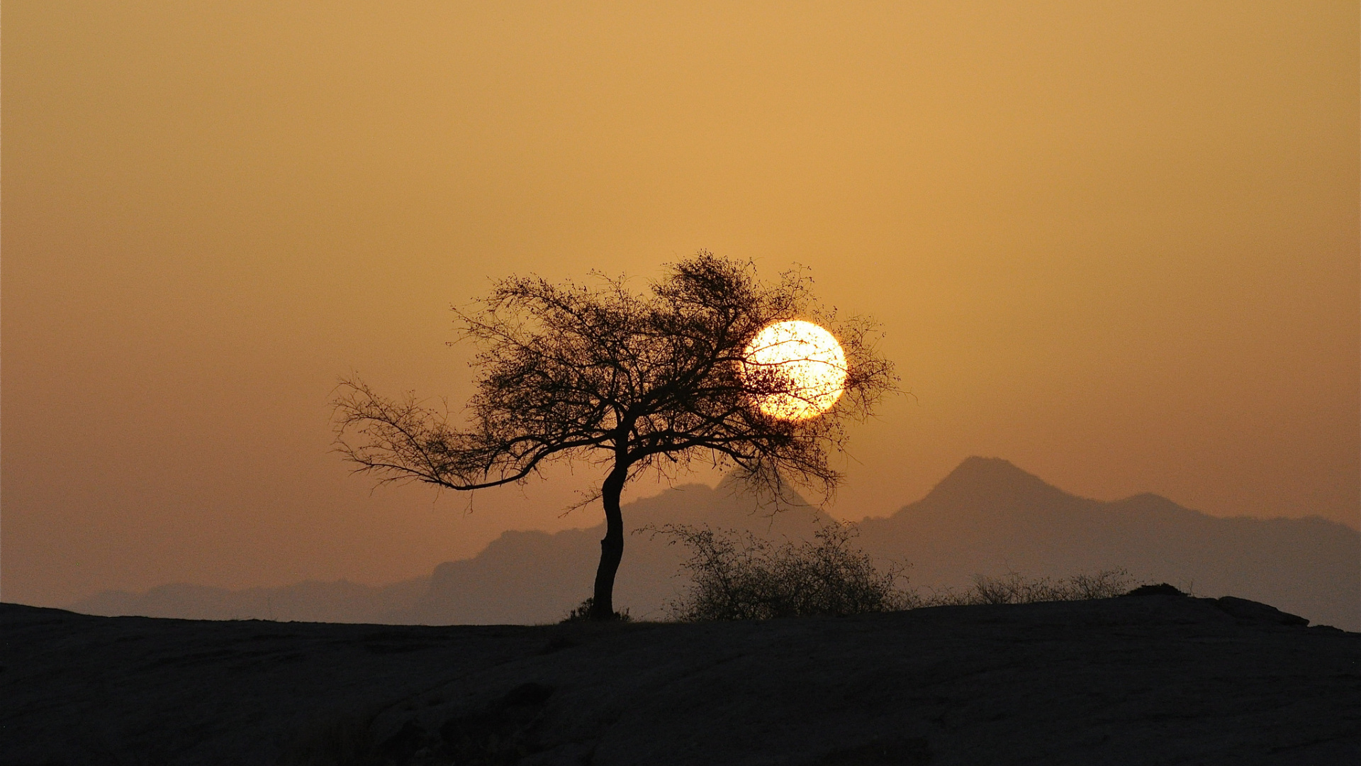 Обои закат, дерево, природа, горизонт, восход солнца в разрешении 1920x1080