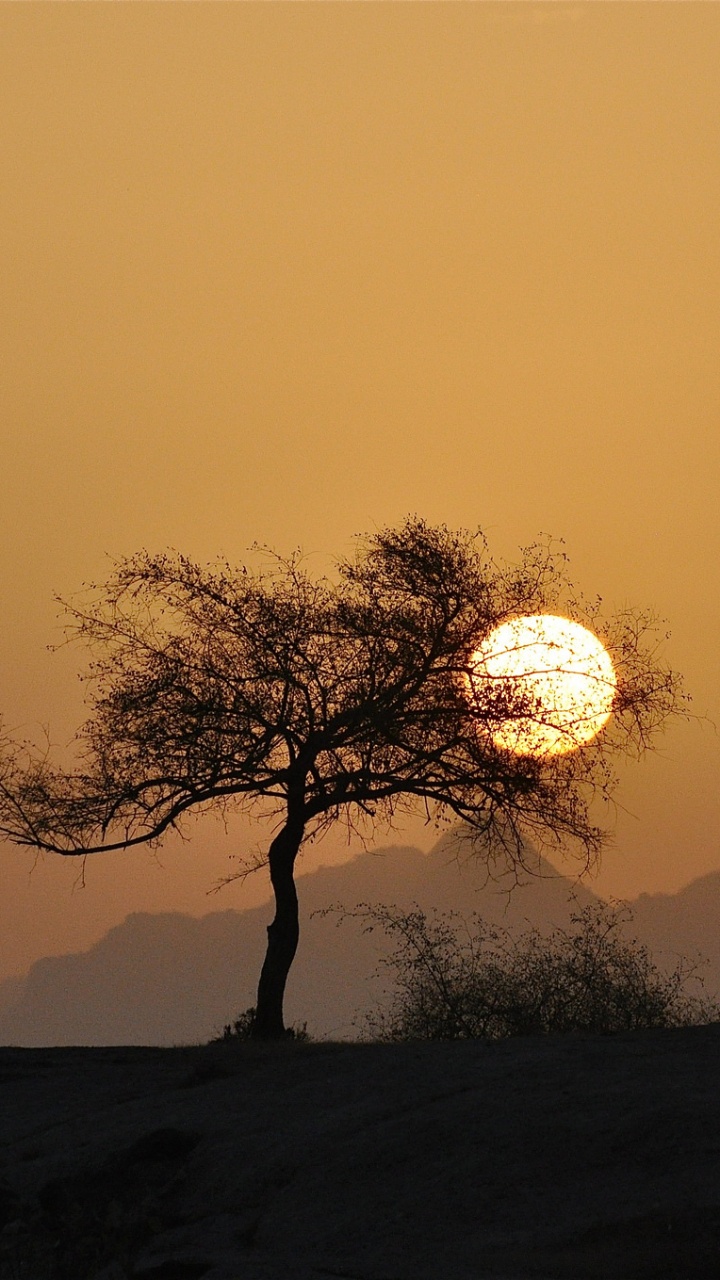 Обои закат, дерево, природа, горизонт, восход солнца в разрешении 720x1280