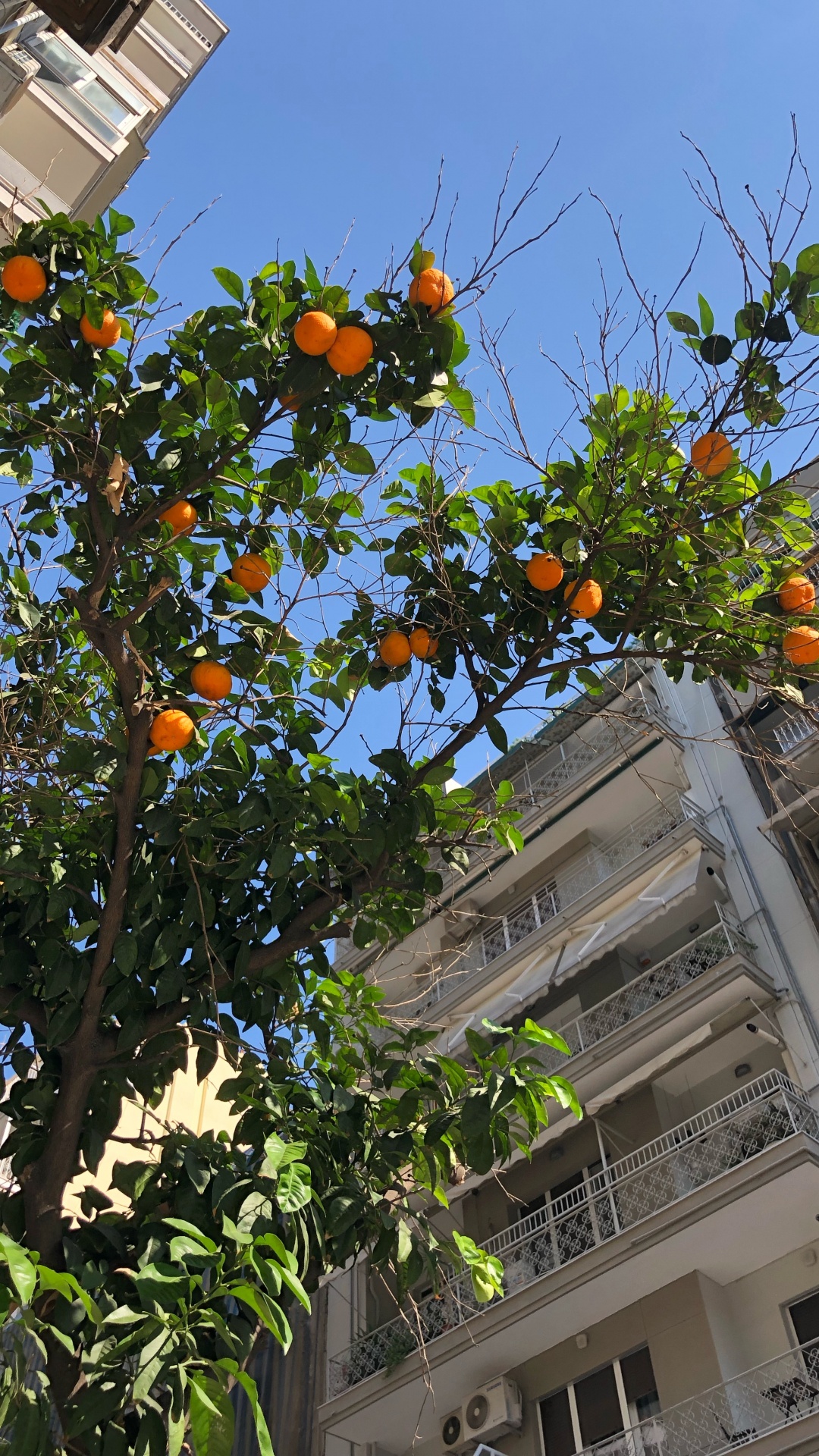 Обои дерево, лист, биология, фруктовое дерево, соседство в разрешении 1080x1920