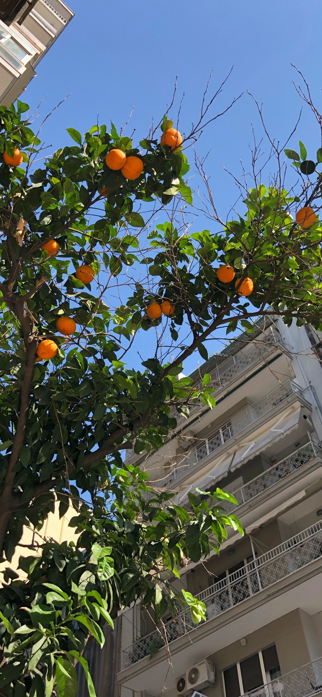 Обои дерево, лист, биология, фруктовое дерево, соседство в разрешении 1125x2436