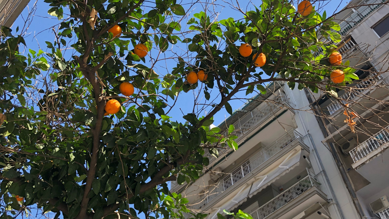 Обои дерево, лист, биология, фруктовое дерево, соседство в разрешении 1366x768