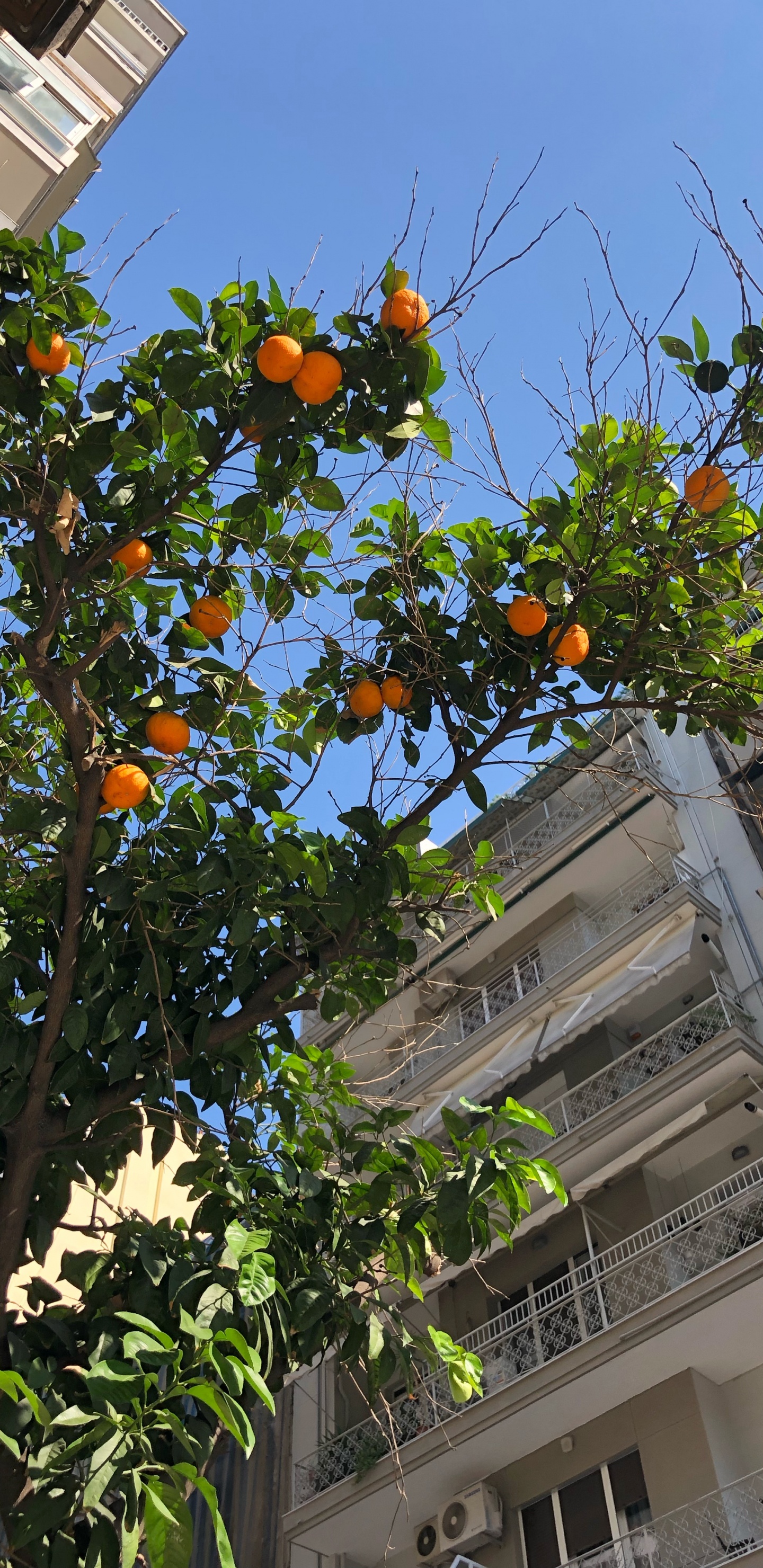 Обои дерево, лист, биология, фруктовое дерево, соседство в разрешении 1440x2960