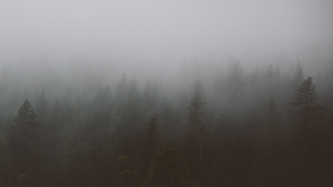 Обои дымка, дерево, туман, мгла, атмосфера в разрешении 1366x768