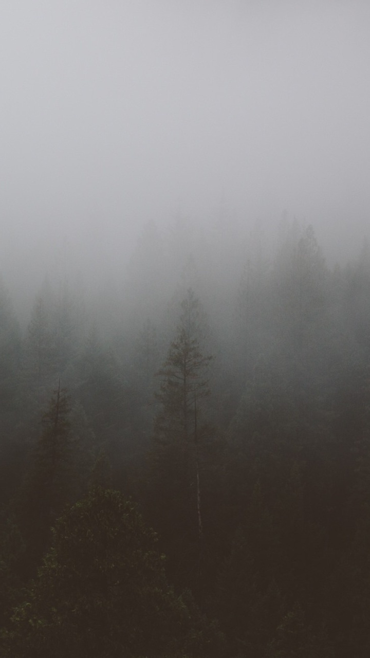 Обои дымка, дерево, туман, мгла, атмосфера в разрешении 720x1280