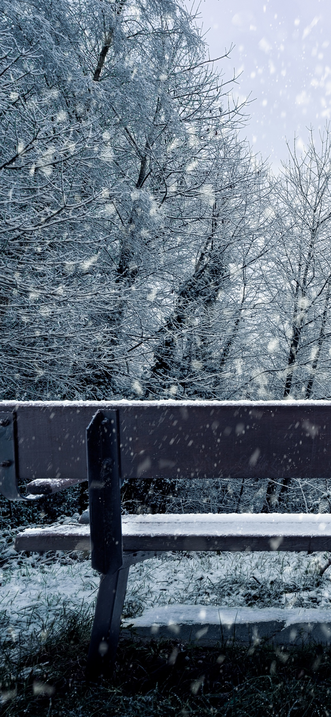 Обои снег, зима, дерево, замораживание, природный ландшафт в разрешении 1125x2436