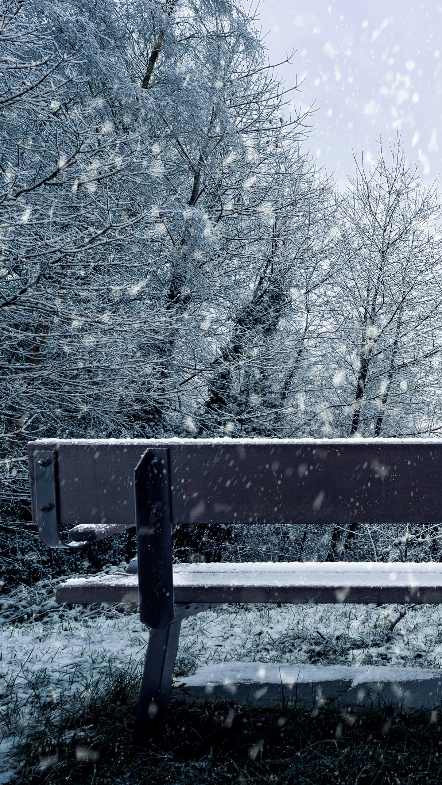 Обои снег, зима, дерево, замораживание, природный ландшафт в разрешении 1440x2560