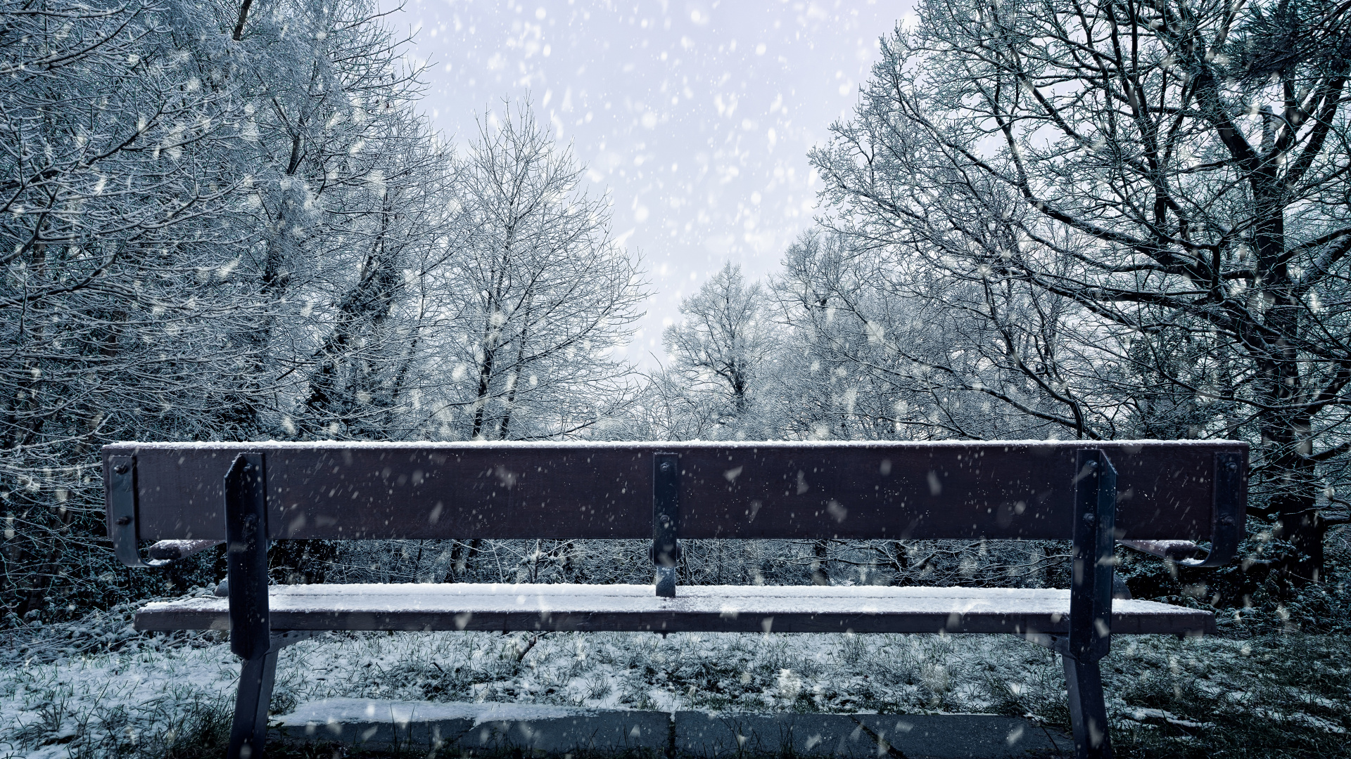 Обои снег, зима, дерево, замораживание, природный ландшафт в разрешении 1920x1080