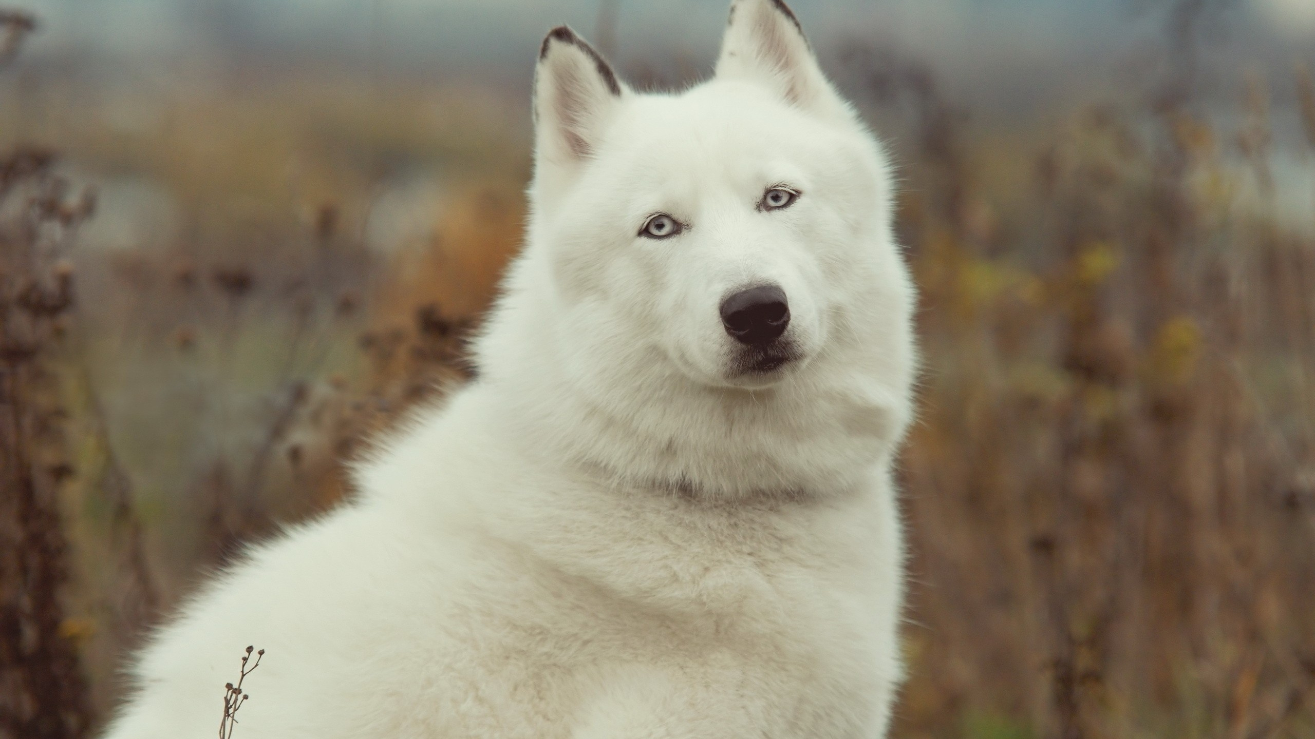 Обои Западно Сибирская лайка, Восточно Сибирская лайка, щенок, собака породы, гренландская собака в разрешении 2560x1440
