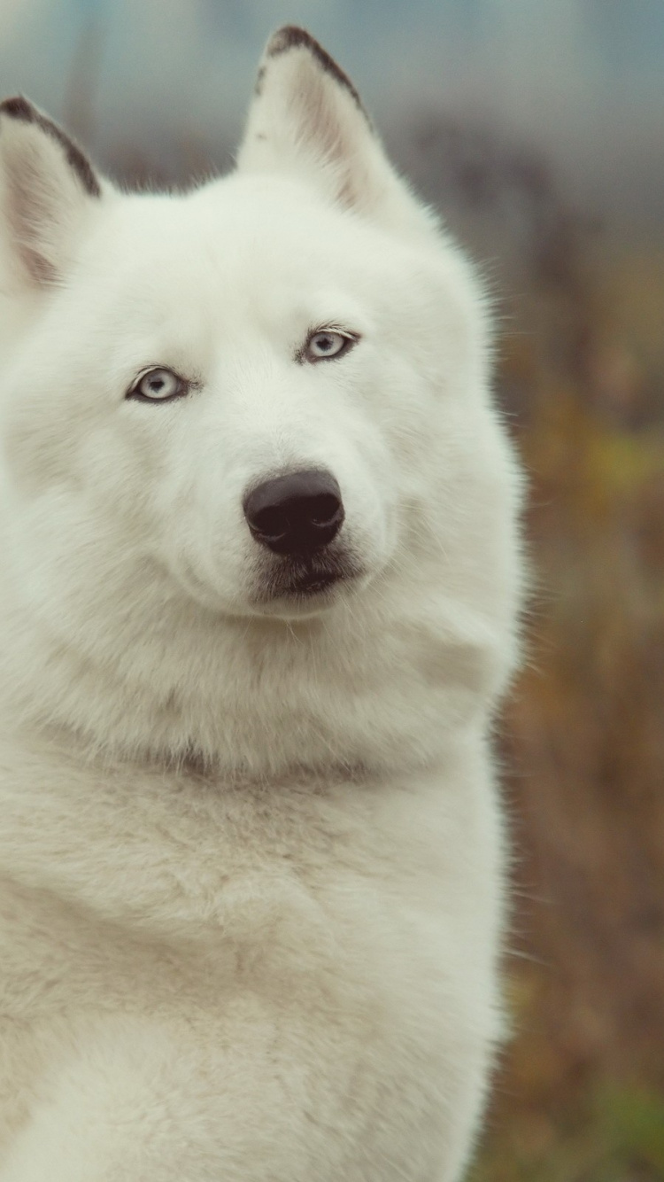 Обои Западно Сибирская лайка, Восточно Сибирская лайка, щенок, собака породы, гренландская собака в разрешении 750x1334