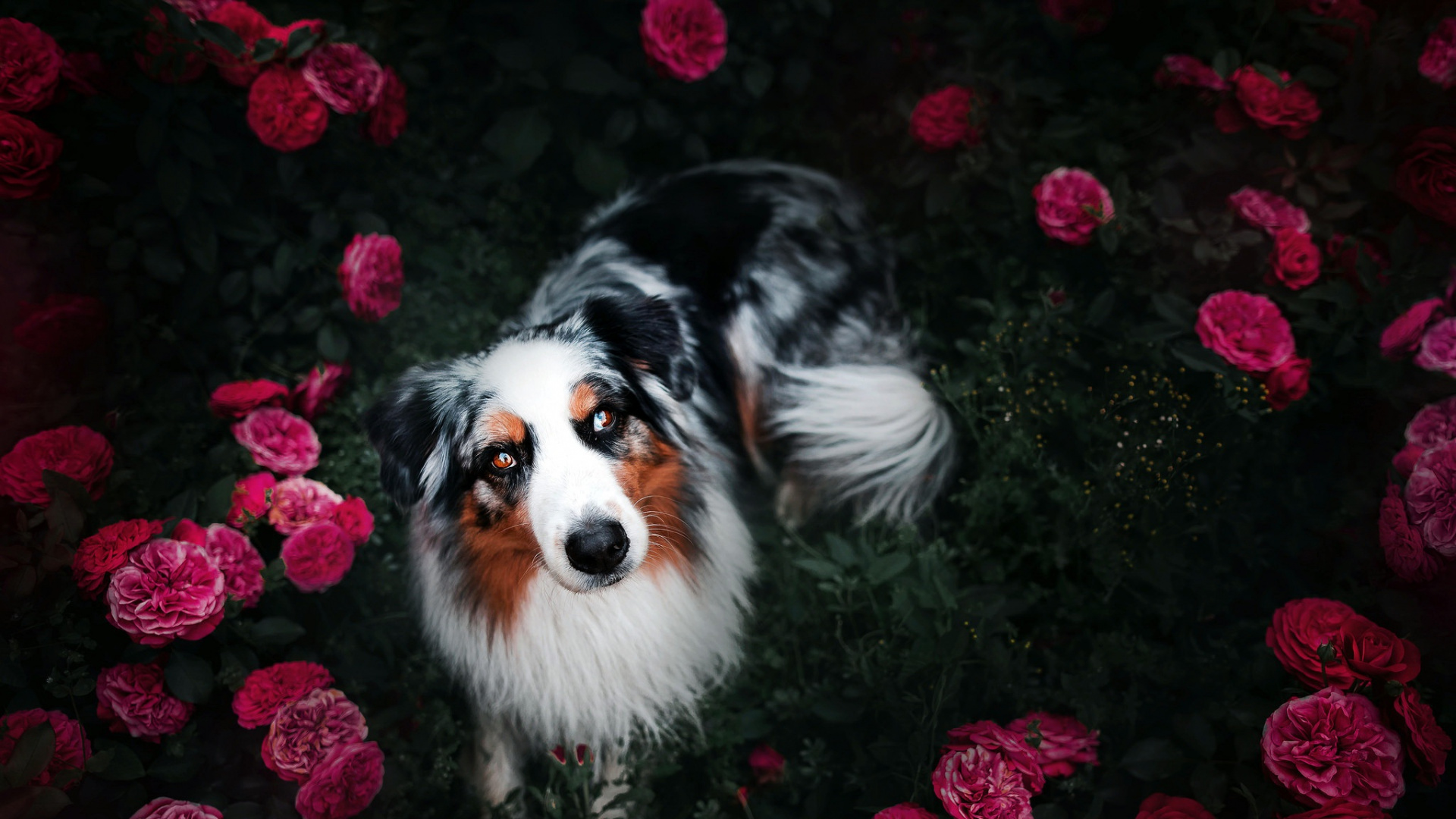 Обои Австралийская овчарка, бордер колли, пес, собака породы, собака компаньон в разрешении 1920x1080