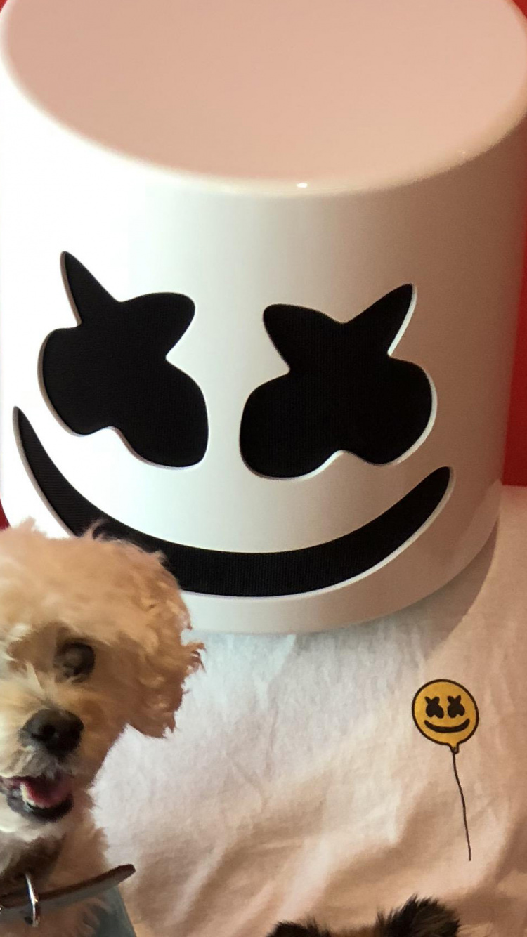 Обои пес, Псовые, собака породы, собака компаньон, мальтиец в разрешении 750x1334