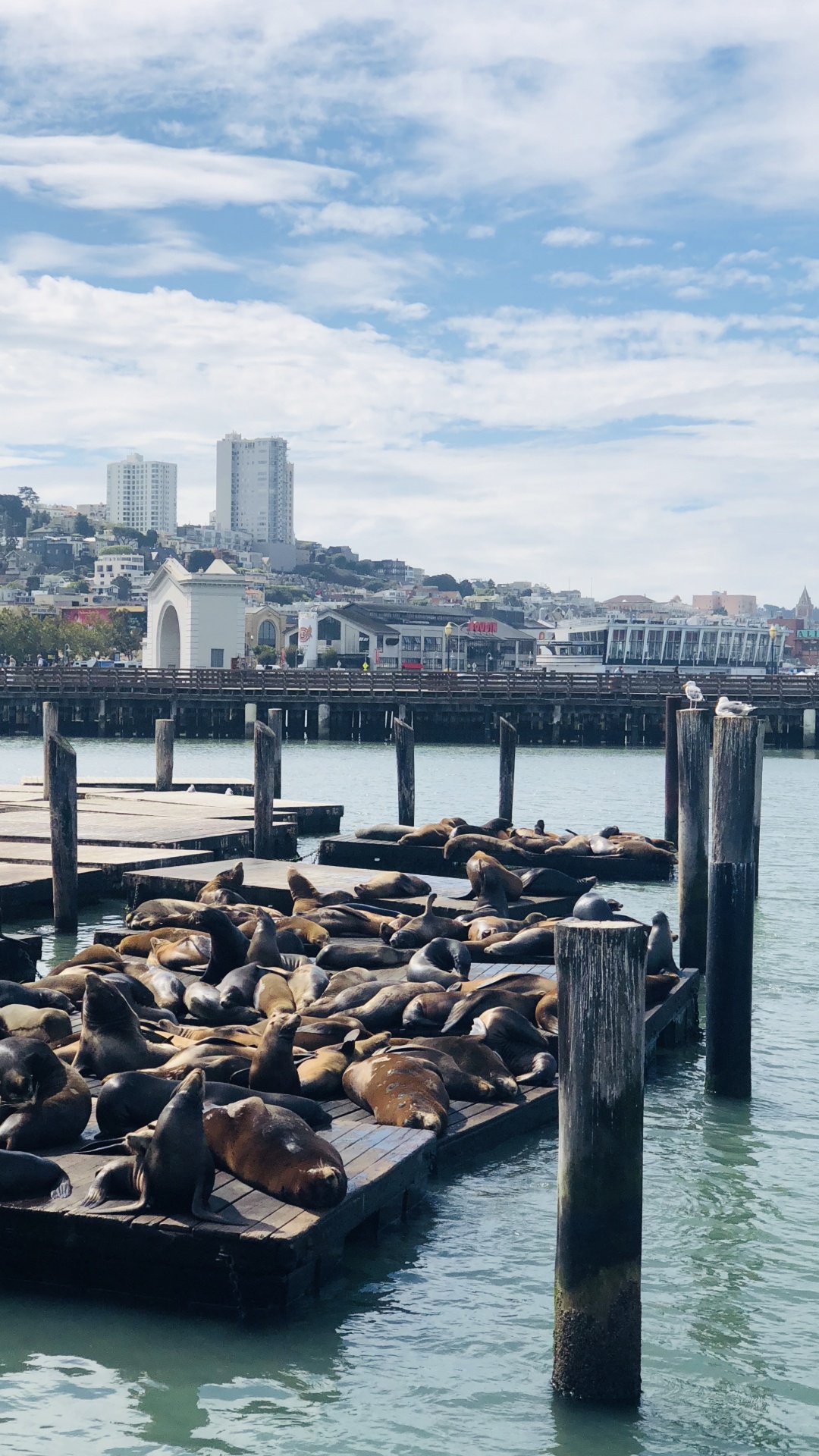 Обои Пирс, Сан Франциско, пирс 39, перевозка воды, вода в разрешении 1080x1920
