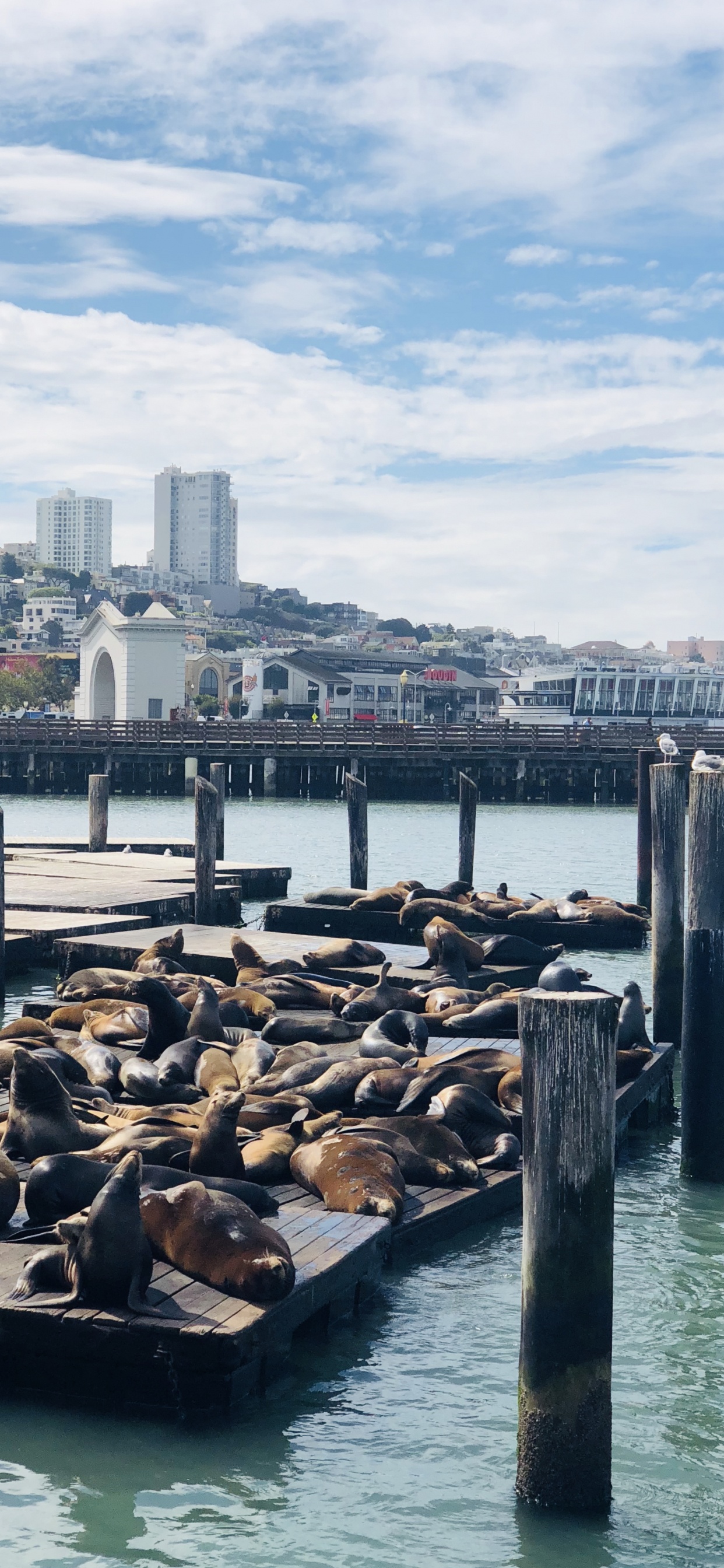 Обои Пирс, Сан Франциско, пирс 39, перевозка воды, вода в разрешении 1242x2688