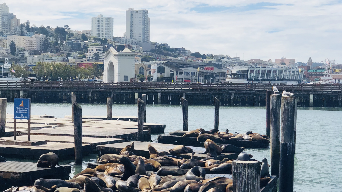 Обои Пирс, Сан Франциско, пирс 39, перевозка воды, вода в разрешении 1366x768