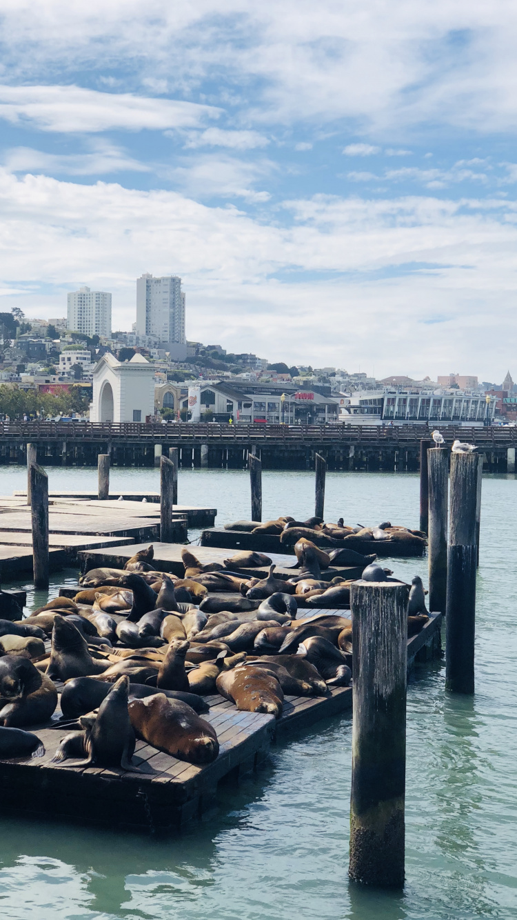 Обои Пирс, Сан Франциско, пирс 39, перевозка воды, вода в разрешении 750x1334