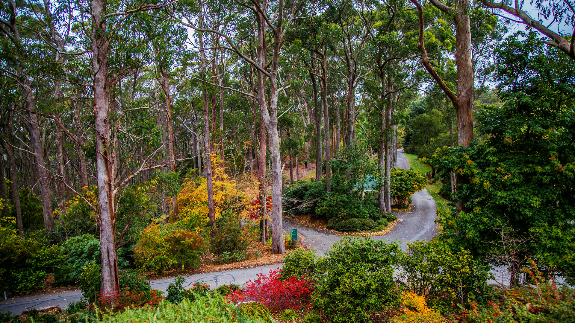 Обои парк, Ботанический Сад Маунт-Лофти, Ботанический сад, природа, дерево в разрешении 1920x1080
