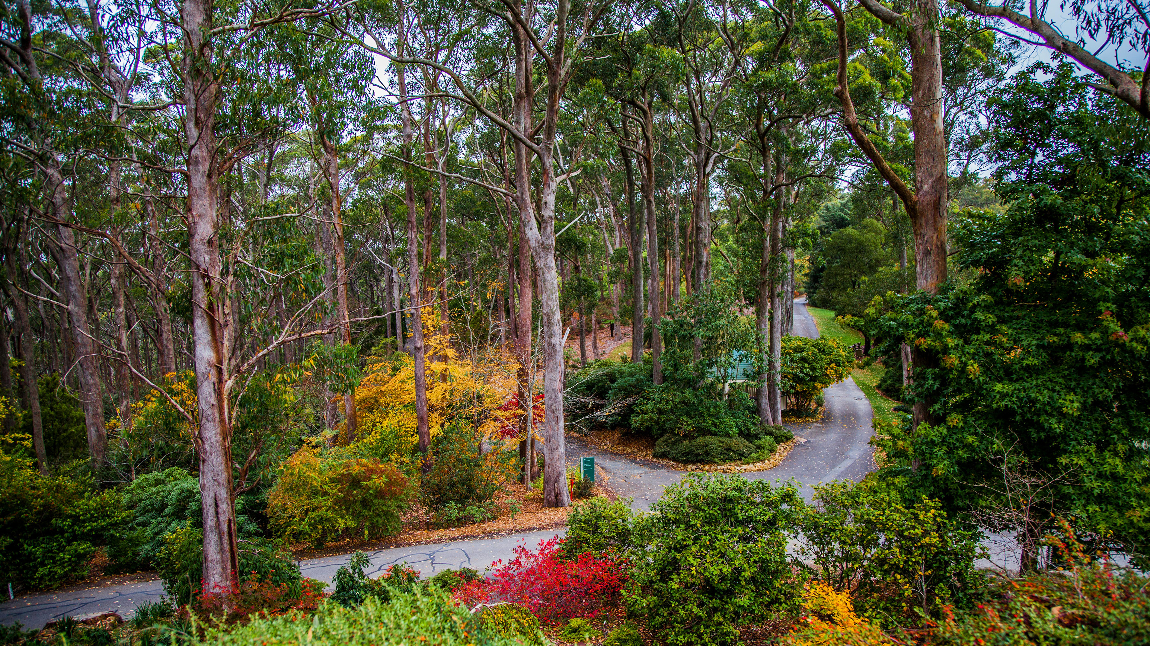 Обои парк, Ботанический Сад Маунт-Лофти, Ботанический сад, природа, дерево в разрешении 3840x2160