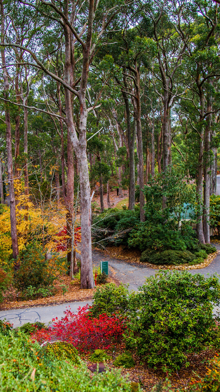 Обои парк, Ботанический Сад Маунт-Лофти, Ботанический сад, природа, дерево в разрешении 750x1334