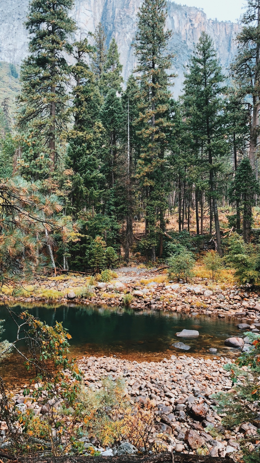 Обои растительность, биом, природа, окружающая среда, хвойными лесами в разрешении 1080x1920