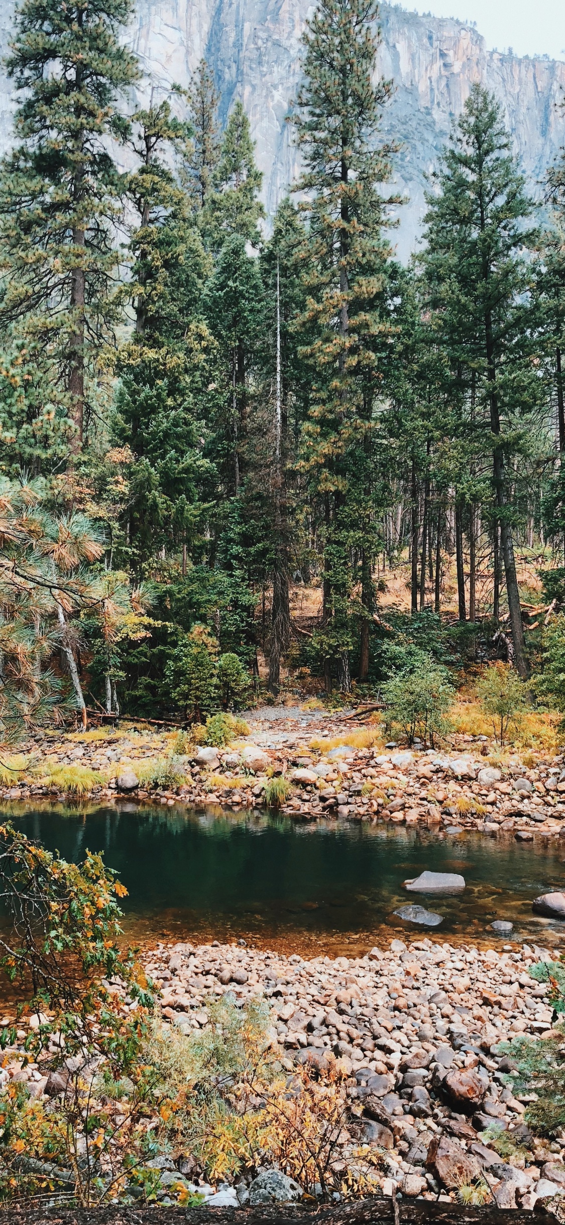 Обои растительность, биом, природа, окружающая среда, хвойными лесами в разрешении 1125x2436