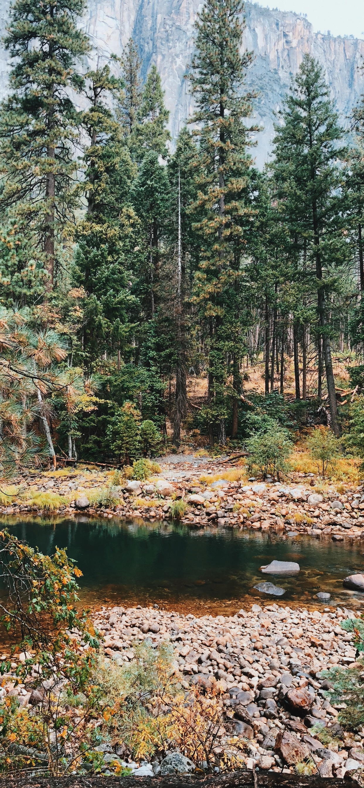 Обои растительность, биом, природа, окружающая среда, хвойными лесами в разрешении 1242x2688