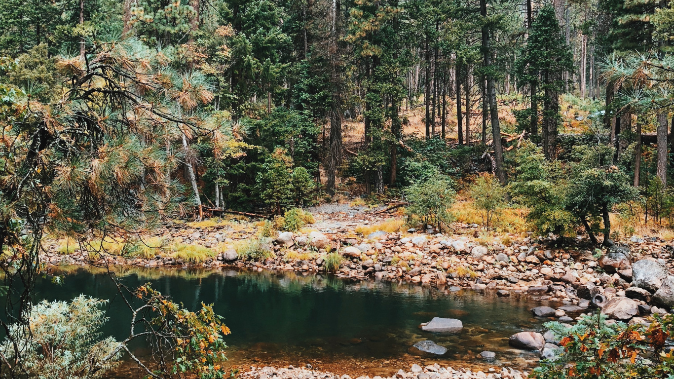 Обои растительность, биом, природа, окружающая среда, хвойными лесами в разрешении 1366x768