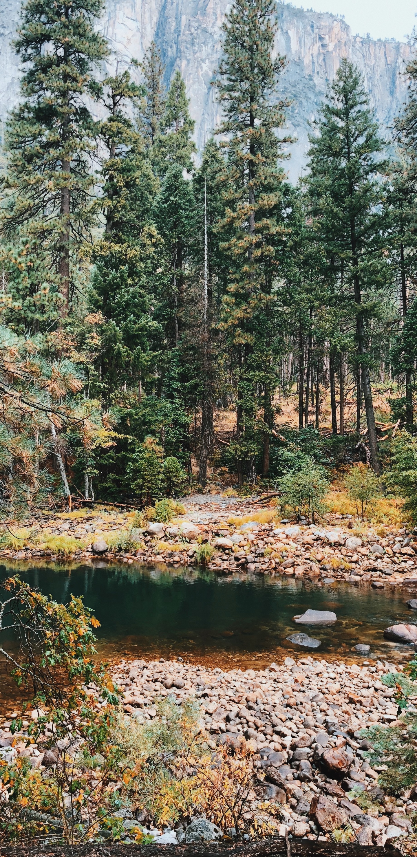 Обои растительность, биом, природа, окружающая среда, хвойными лесами в разрешении 1440x2960