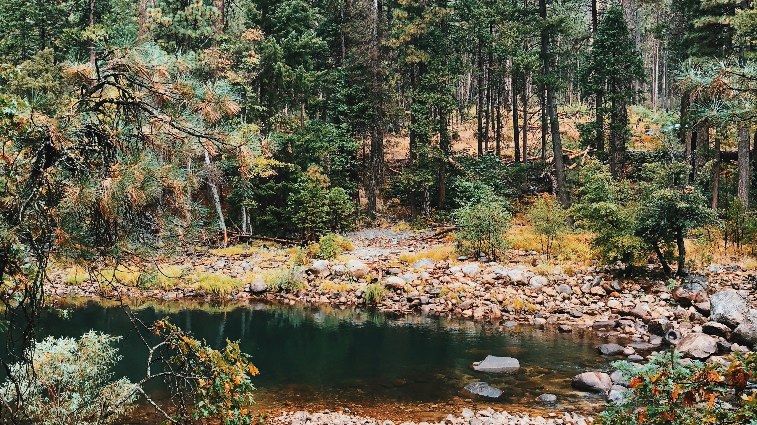 Обои растительность, биом, природа, окружающая среда, хвойными лесами в разрешении 2560x1440