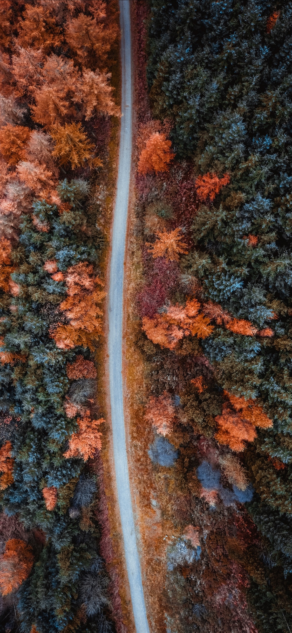 Обои осень, Апельсин, коричневый цвет, лист, дерево в разрешении 1125x2436