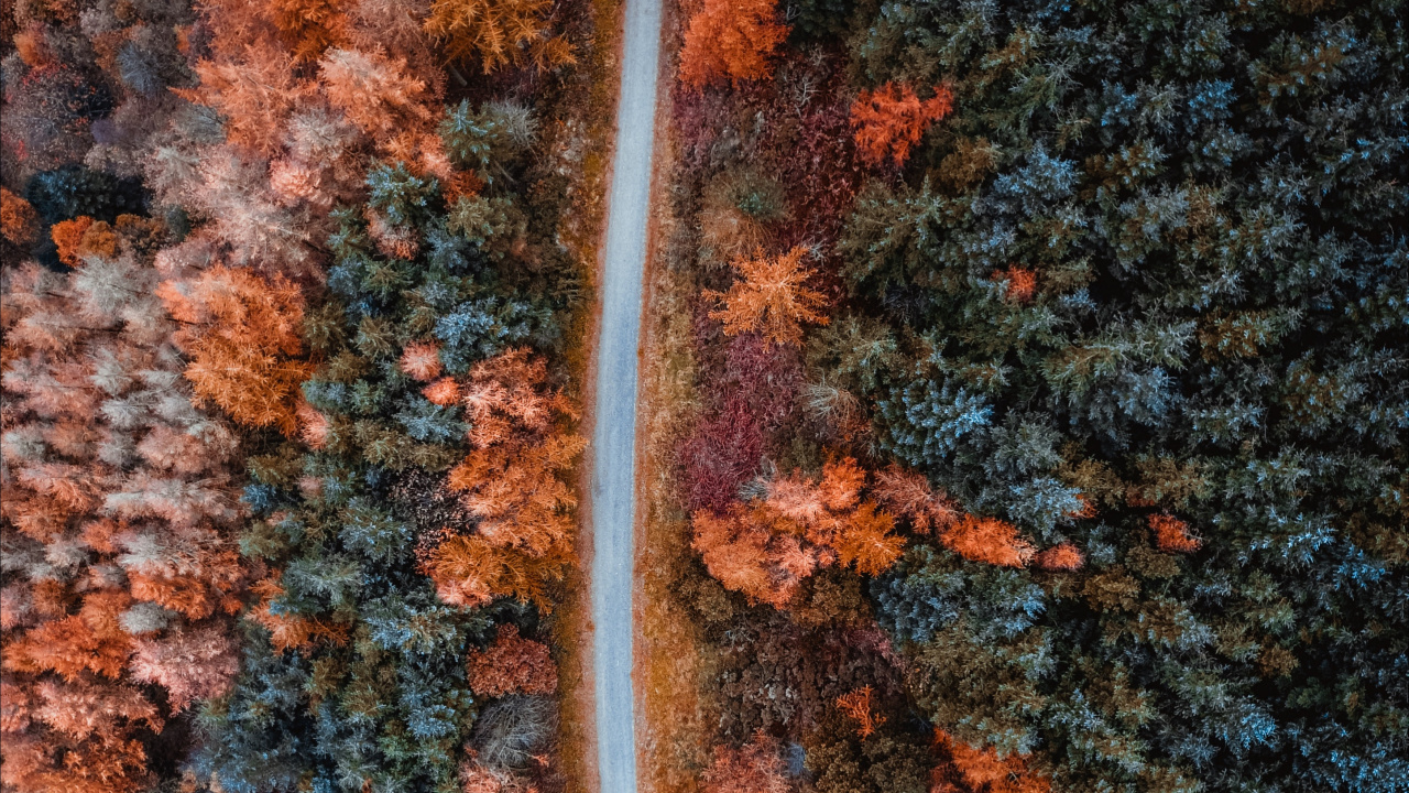 Обои осень, Апельсин, коричневый цвет, лист, дерево в разрешении 1280x720