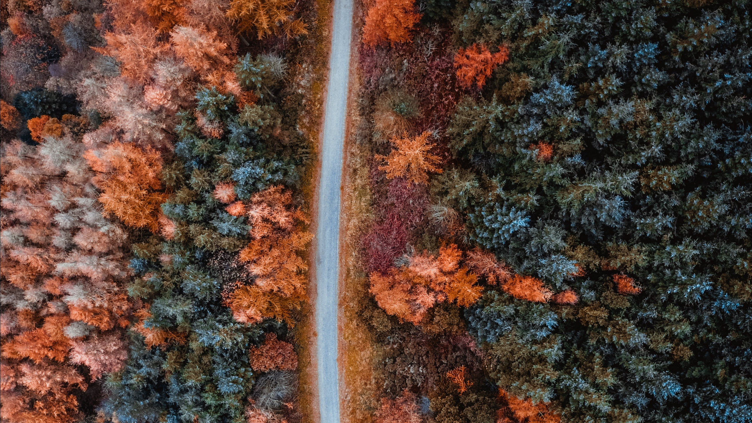 Обои осень, Апельсин, коричневый цвет, лист, дерево в разрешении 2560x1440