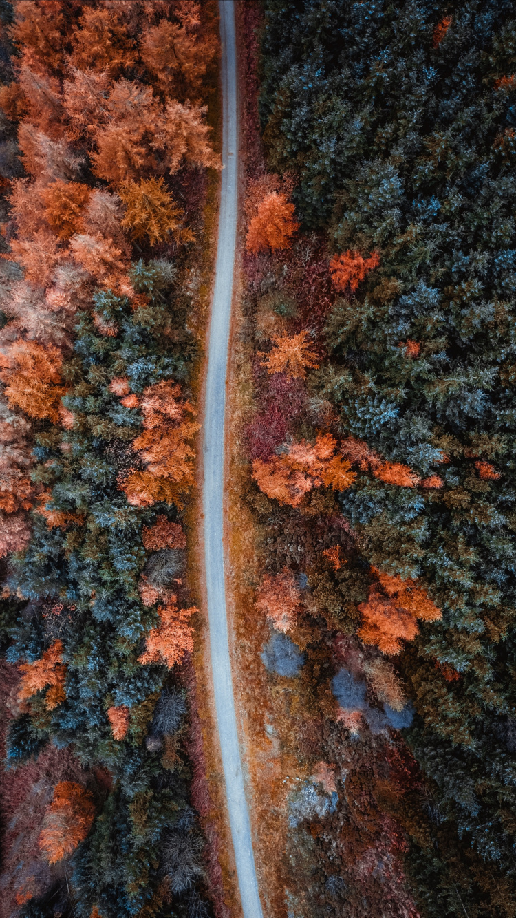 Обои осень, Апельсин, коричневый цвет, лист, дерево в разрешении 750x1334