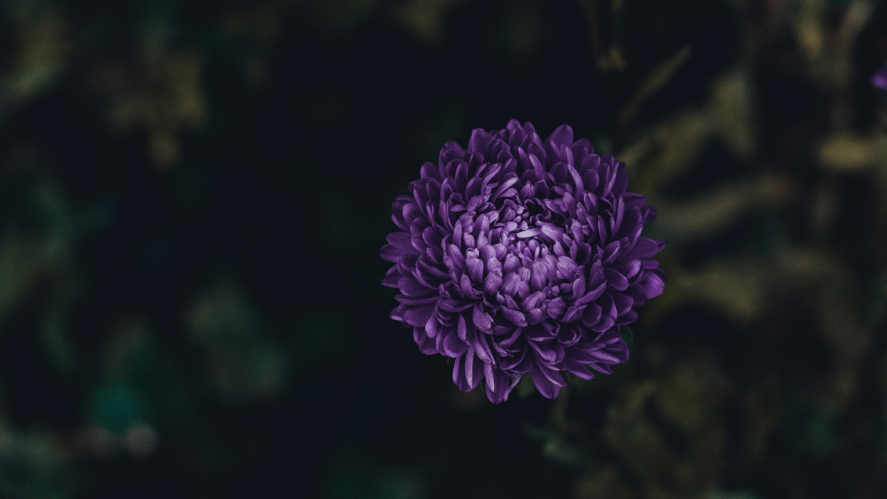 Обои цветок, Астра, цветковое растение, лепесток, пурпур в разрешении 1280x720