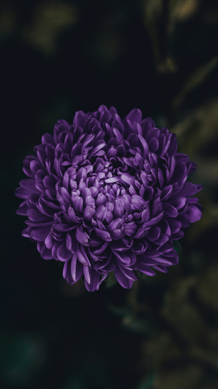 Обои цветок, Астра, цветковое растение, лепесток, пурпур в разрешении 750x1334