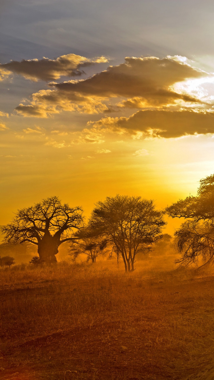 Обои Африка, восход солнца, утро, солнечный свет, небо в разрешении 750x1334