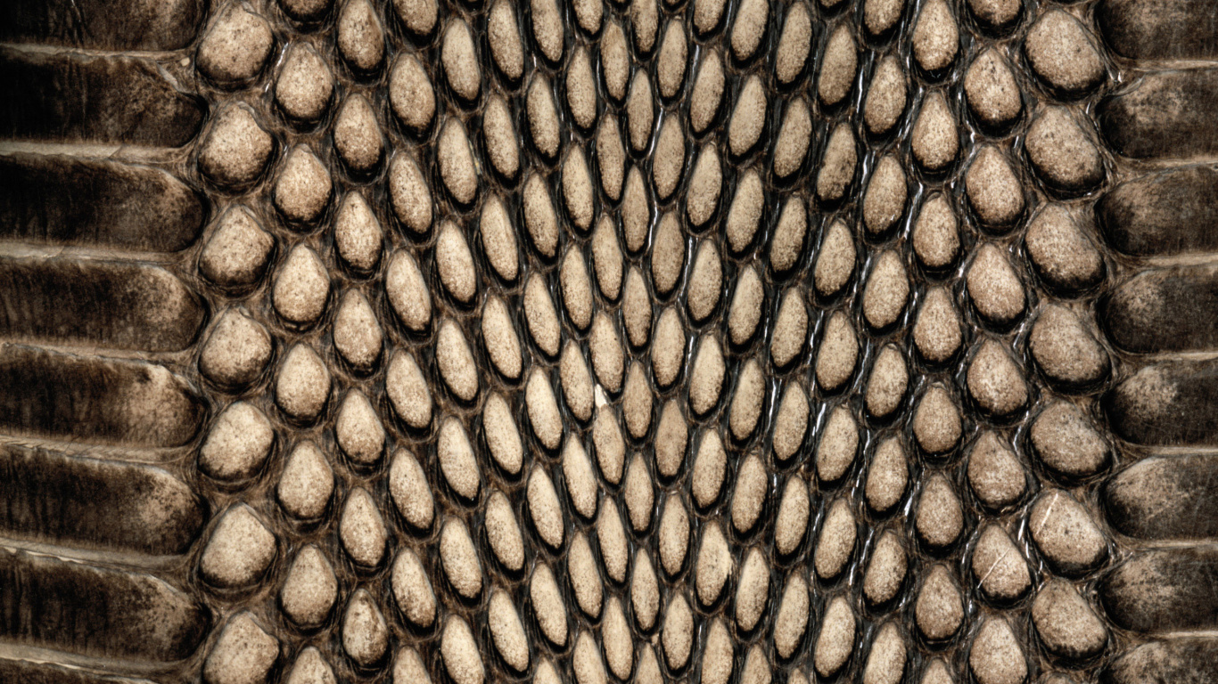 Обои змея, пресмыкающееся, узор, Весы змея, иллюстрация в разрешении 1366x768