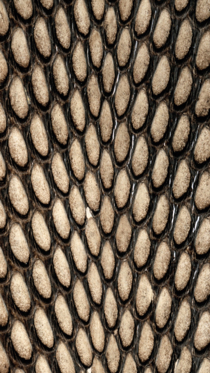 Обои змея, пресмыкающееся, узор, Весы змея, иллюстрация в разрешении 720x1280