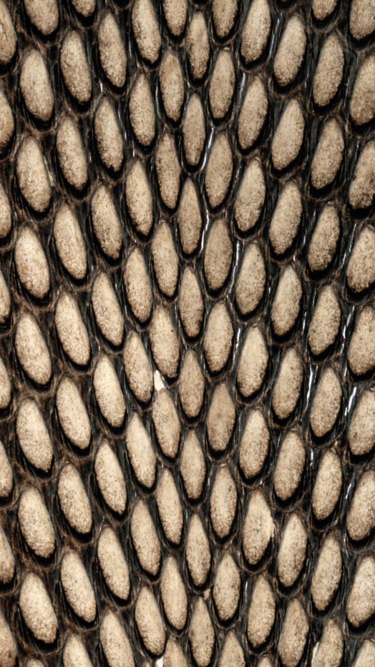 Обои змея, пресмыкающееся, узор, Весы змея, иллюстрация в разрешении 750x1334