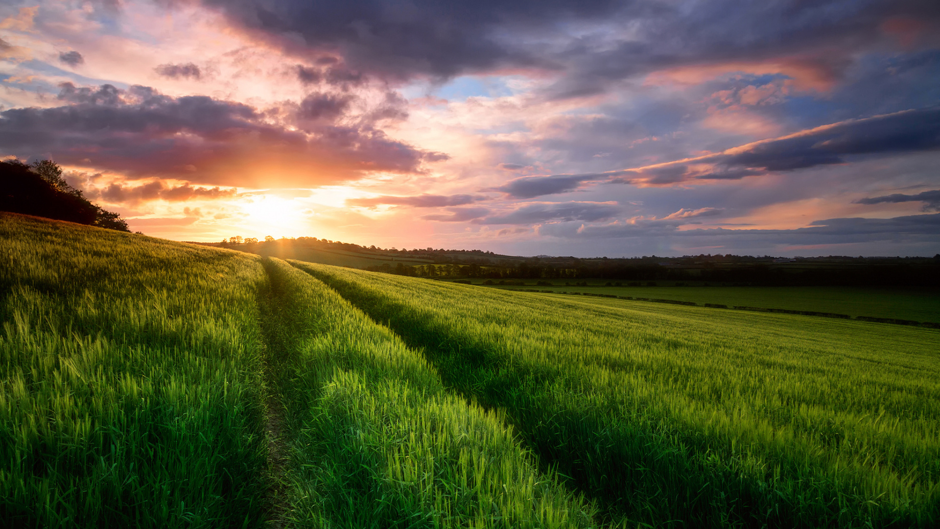 Обои природа, луг, поле, сенокосное угодье, окружающая среда в разрешении 1920x1080