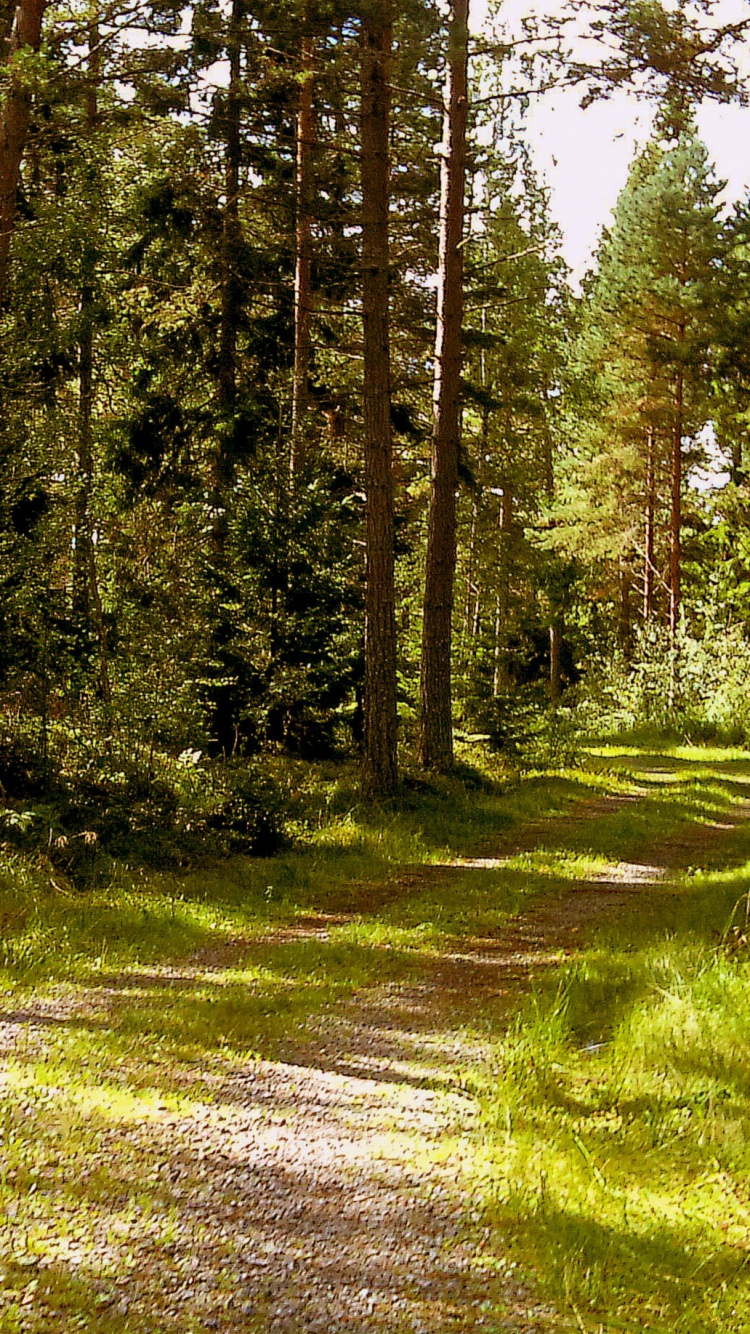 Обои путь, лес, природа, дерево, лесистая местность в разрешении 750x1334