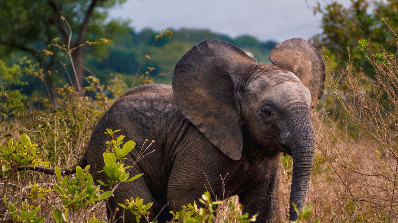 Обои Слон, живая природа, наземные животные, слоны и мамонты, индийский слон в разрешении 1366x768