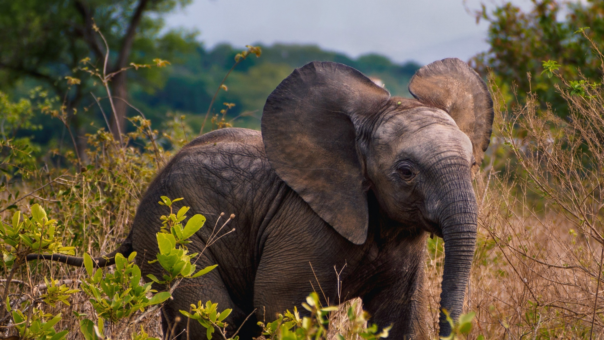 Обои Слон, живая природа, наземные животные, слоны и мамонты, индийский слон в разрешении 1920x1080