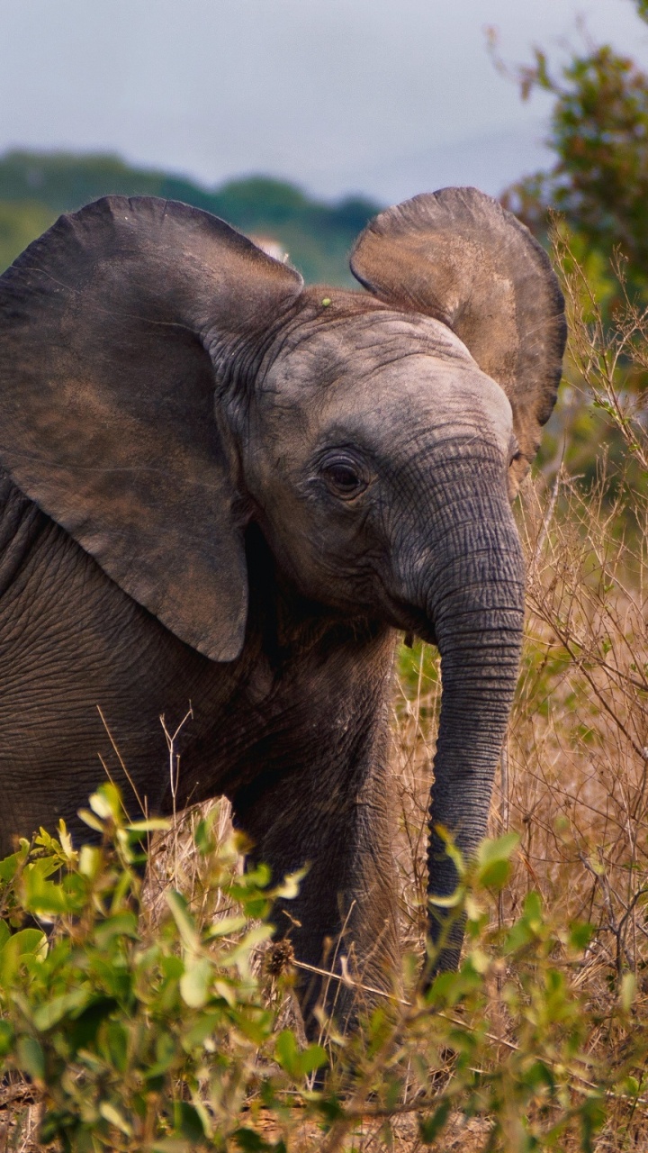 Обои Слон, живая природа, наземные животные, слоны и мамонты, индийский слон в разрешении 720x1280