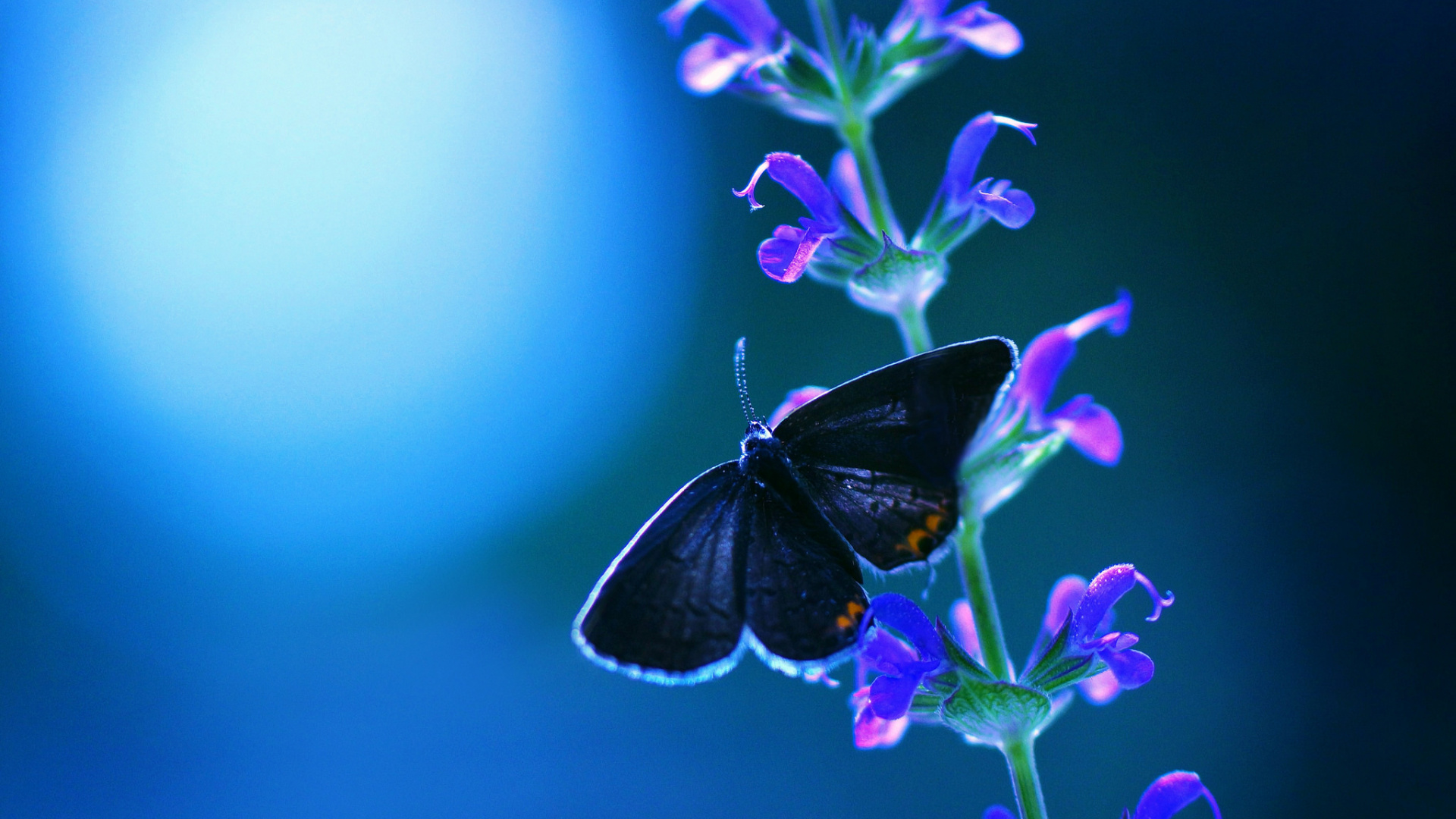 Обои цветок бабочка, цветок, синий, насекомое, бабочка в разрешении 1920x1080