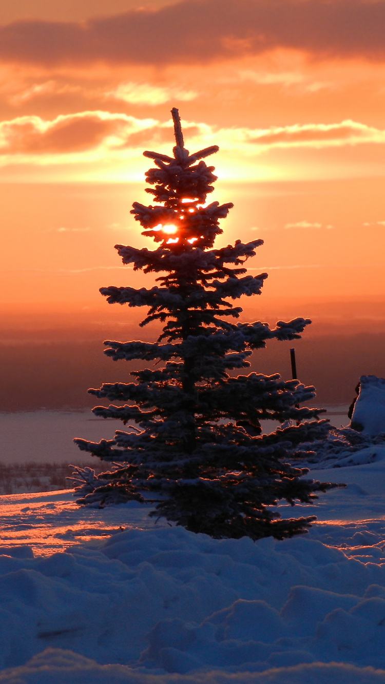 Обои закат, зима, дерево, вечер, снег в разрешении 750x1334
