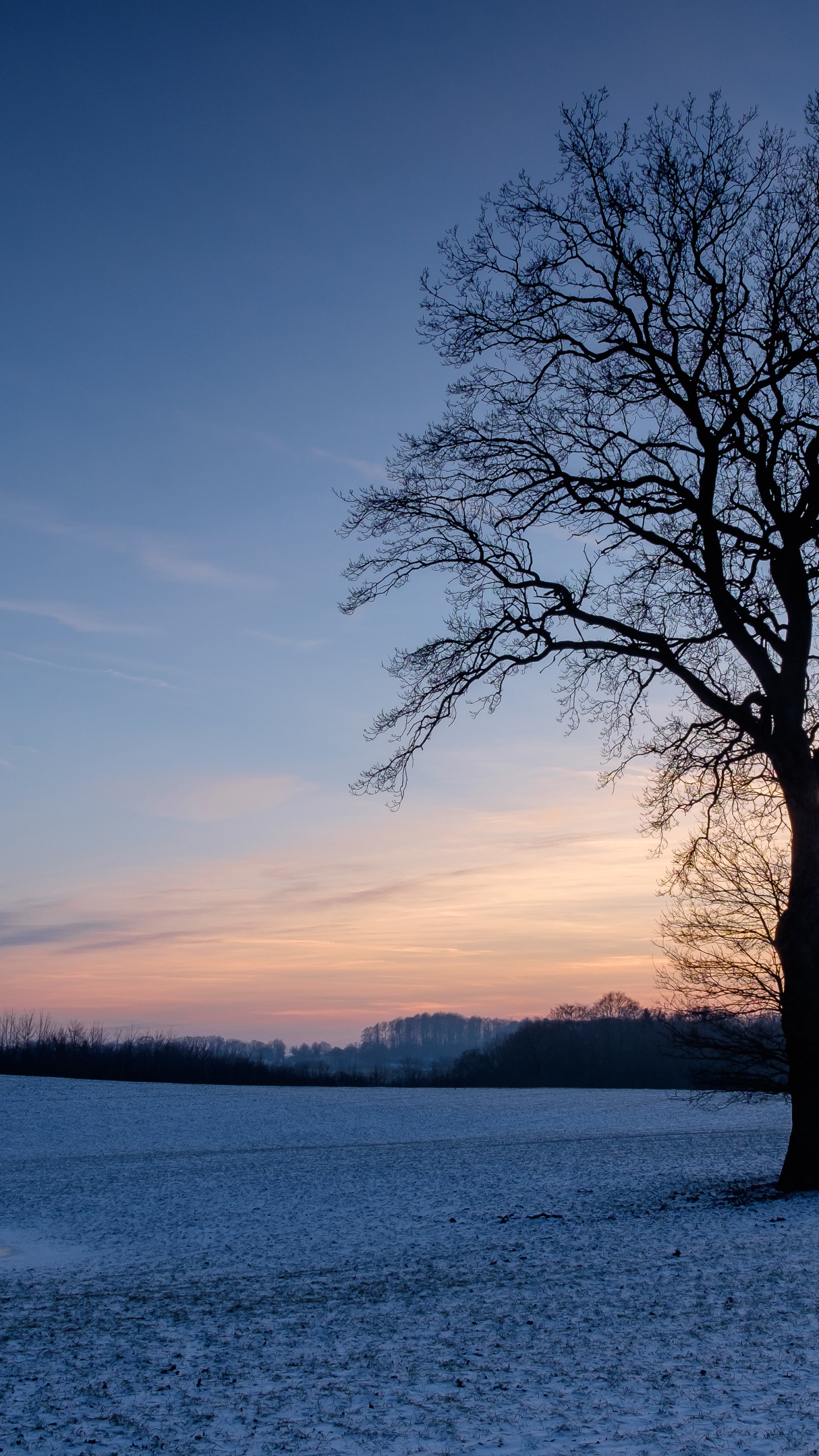 Обои ветвь, природный ландшафт, атмосфера, зима, сумрак в разрешении 1440x2560