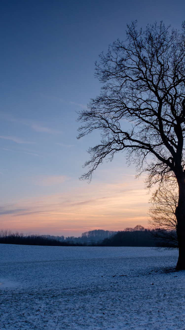 Обои ветвь, природный ландшафт, атмосфера, зима, сумрак в разрешении 750x1334