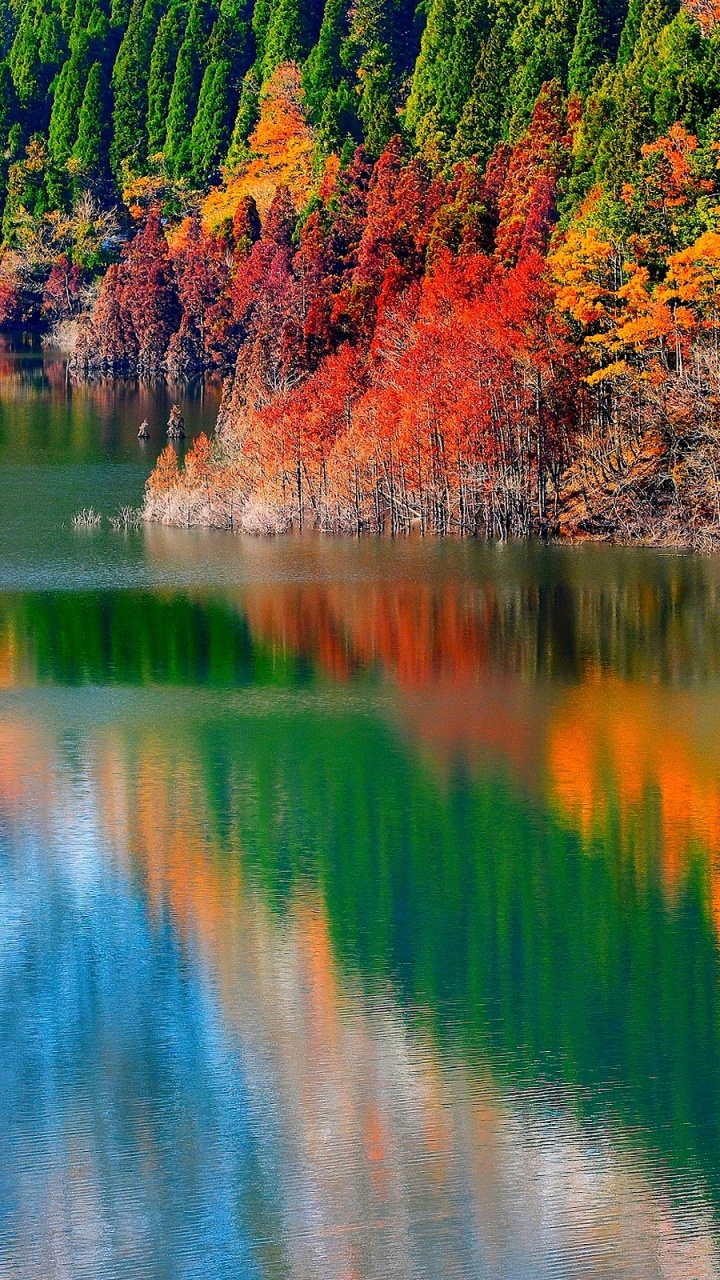 Обои осень, дерево, отражение, природа, лист в разрешении 720x1280