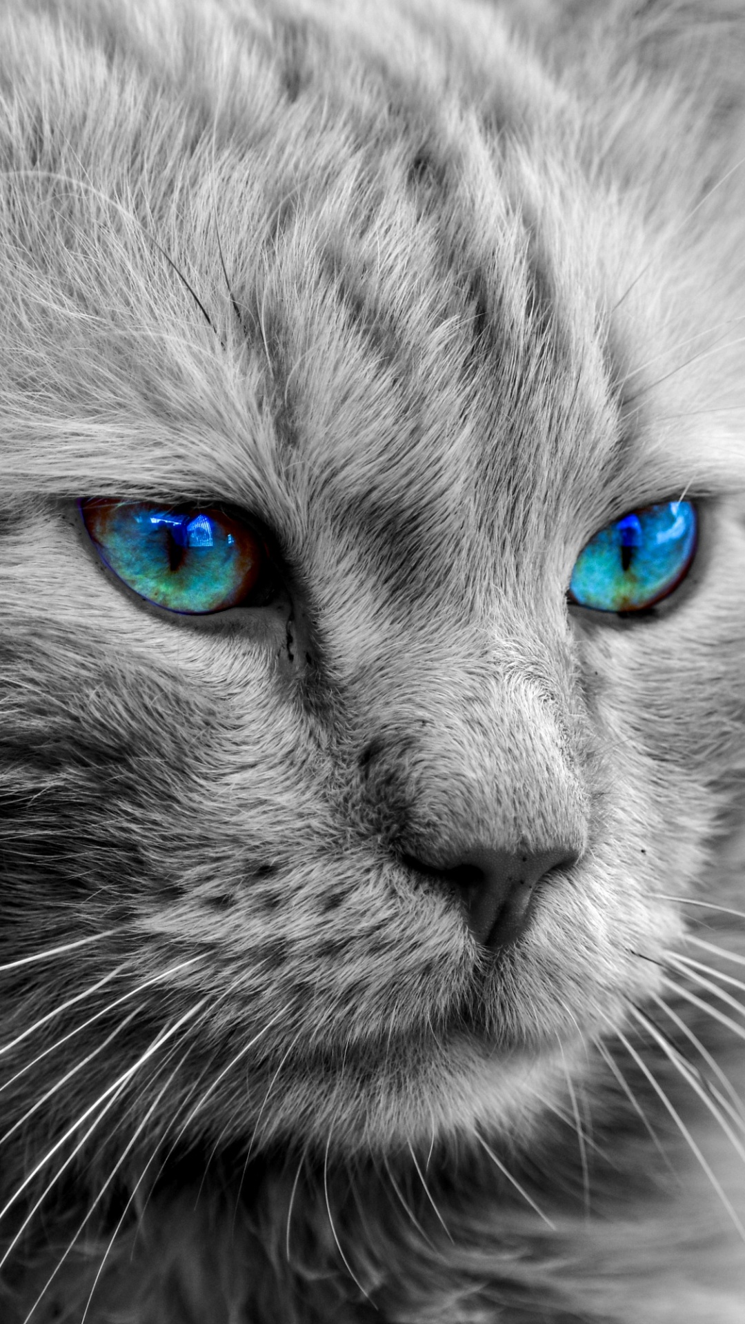 Обои персидская кошка, мейн кун, Сибирская кошка, регдолл, полосатый кот в разрешении 1080x1920