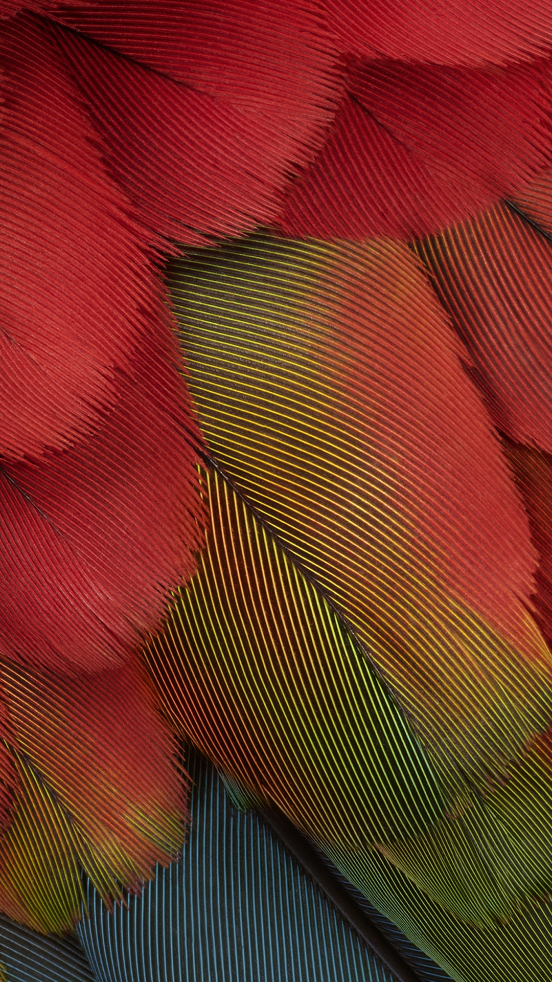 Обои Роза, пиксель 7, пиксель 7 а, андроид, Google в разрешении 1080x1920